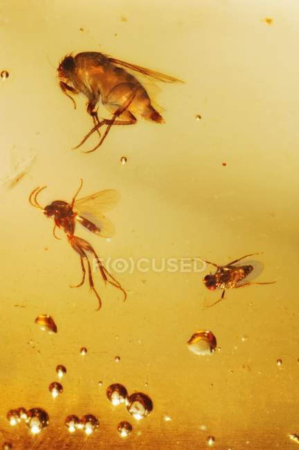 Insekten in Bernstein versteinert — Stockfoto