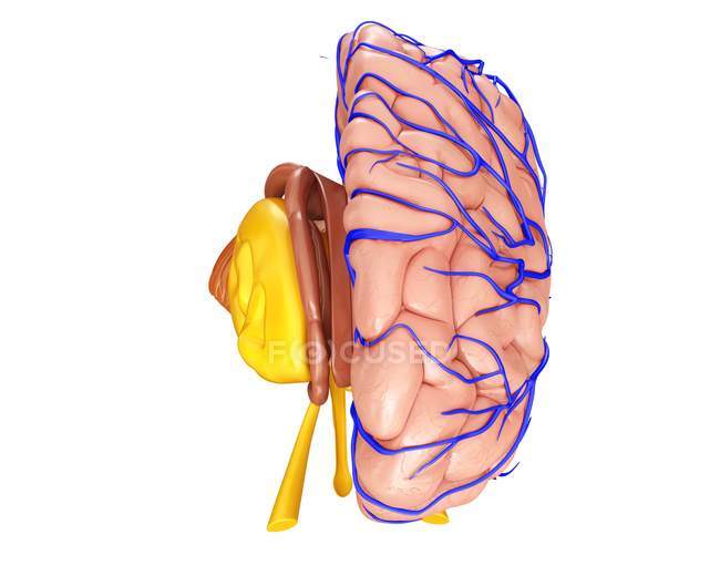 Anatomie de l'hémisphère cérébral — Photo de stock