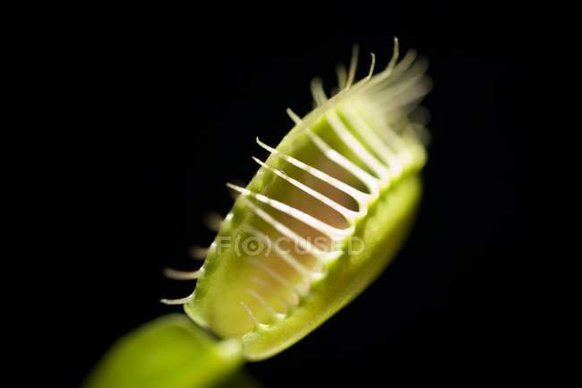Close-up of Venus flytrap on black background. — Stock Photo