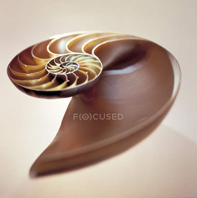 Coupe transversale de la coquille du nautilus avec structure en spirale . — Photo de stock