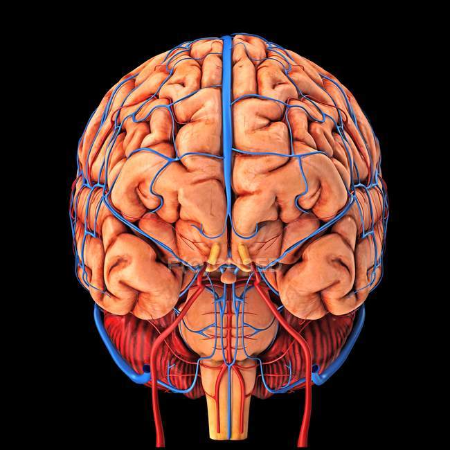 Blutversorgung des Gehirns — Stockfoto