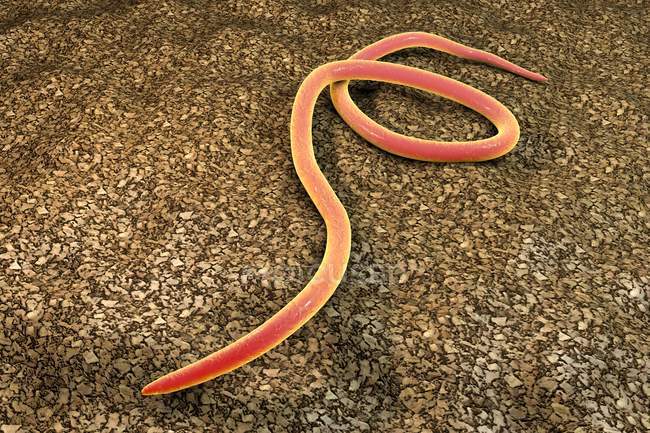 Паразитарный нематодный червь — стоковое фото
