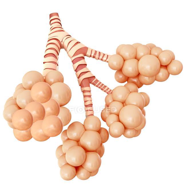 Structure of alveoli of human lungs — Stock Photo