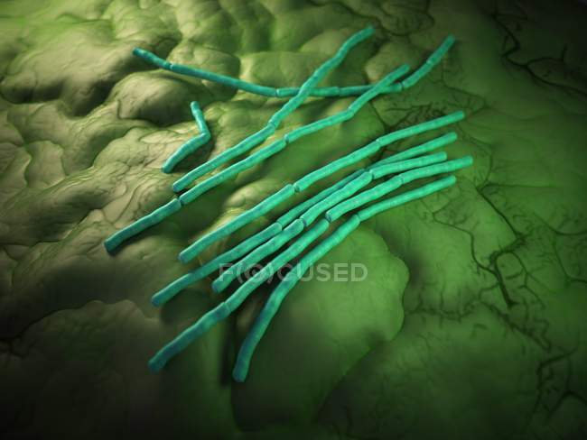 Бактерии Bacillus anthracis — стоковое фото
