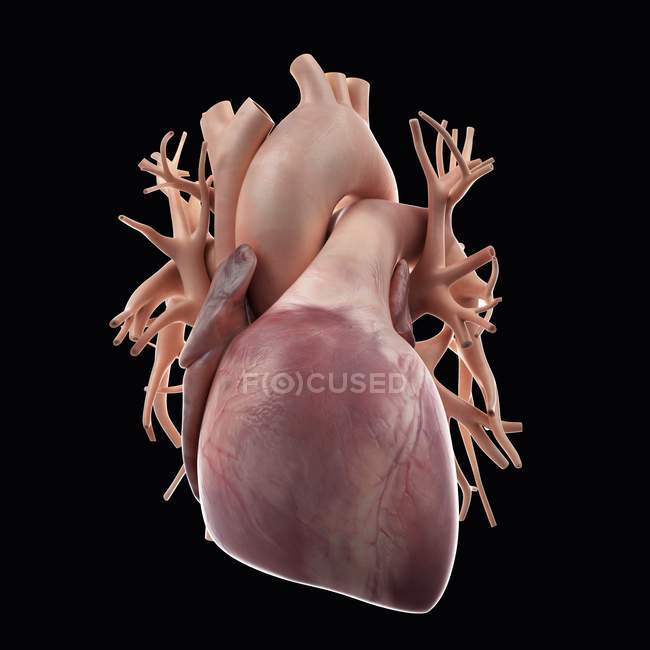 Healthy human heart — Stock Photo