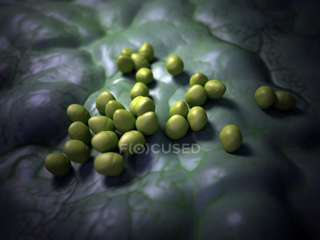 Enterokokken-Bakterienkolonie — Stockfoto