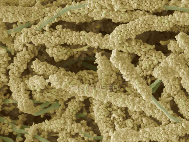 Планкообразующие бактерии — стоковое фото