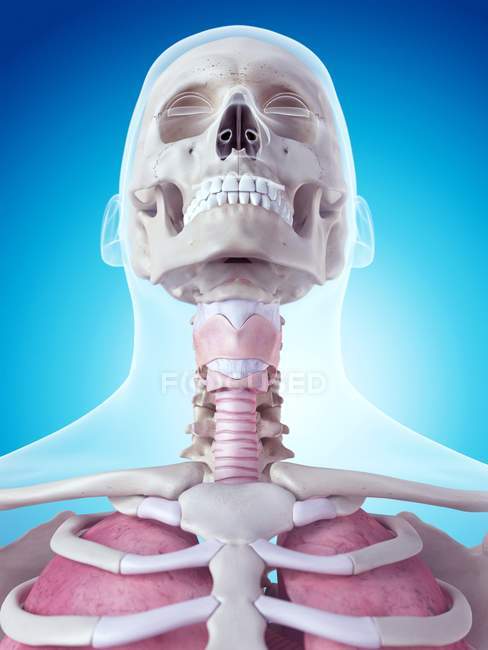 Анатомия гортани человека — стоковое фото