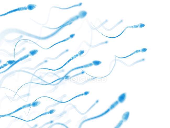 Normal human sperm cells — Stock Photo