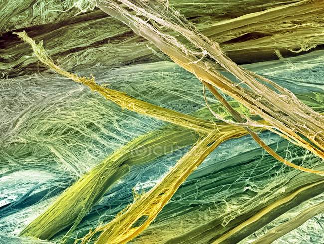 Mikrographie der Sehnenfasern — Stockfoto