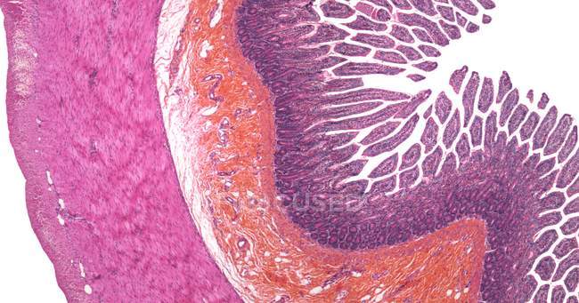 Sezione dell'intestino tenue — Foto stock