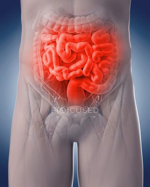 Sistema esquelético humano y órganos internos - foto de stock
