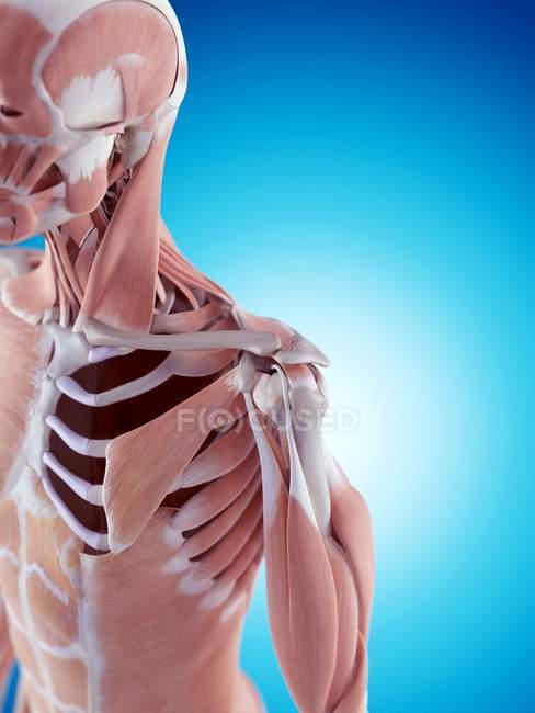 Estructura y musculatura del hueso del hombro - foto de stock