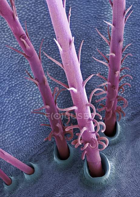 Caterpillar hairs. Coloured scanning electron micrograph (SEM) of hairs from the vapourer moth (Orgyia antiqua) caterpillar. — Stock Photo