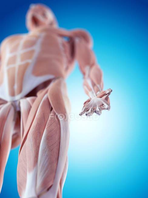 Мышечная система верхней ноги — стоковое фото