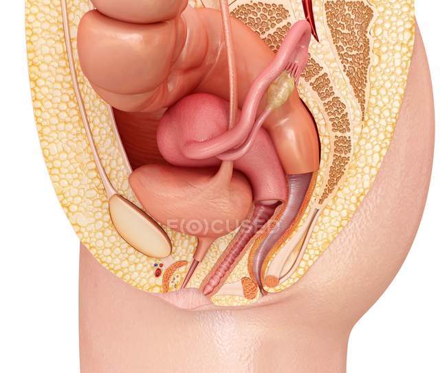Female reproductive system — Stock Photo