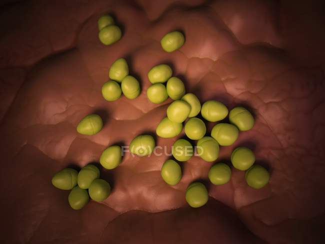Enterococcus бактерії колонії — стокове фото