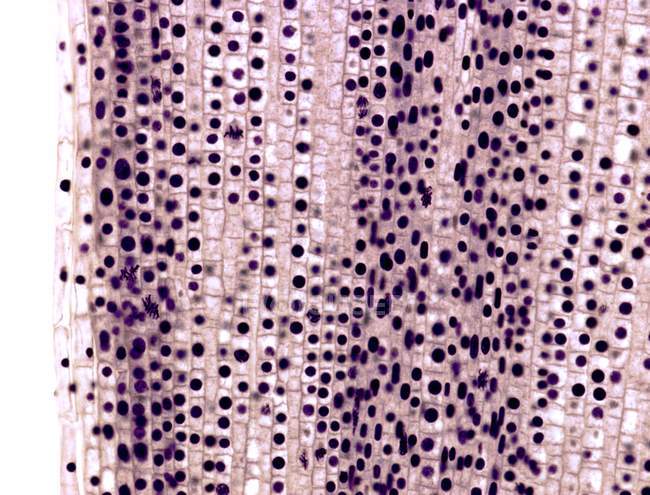Células de cebola submetidas a mitose — Fotografia de Stock
