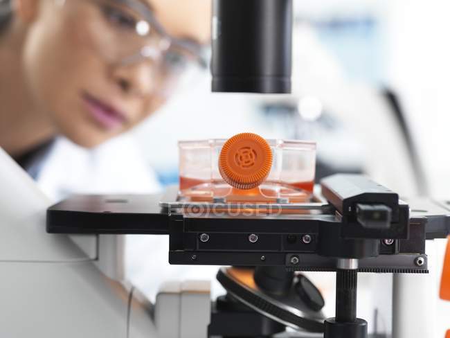 Investigadora que usa microscopio de luz para examinar células madre en frasco de cultivo . - foto de stock