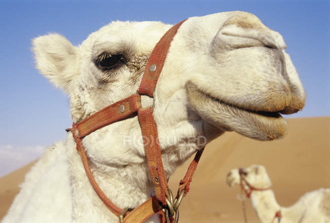 Vista de cerca de la cabeza de camello doméstico - foto de stock