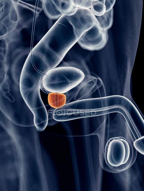 Male prostate anatomy — Stock Photo