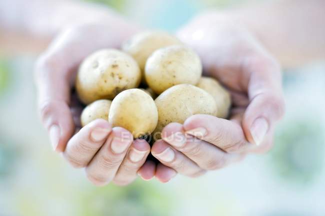 Female cupped hands with fresh new potatoes. — Stock Photo