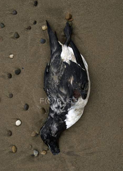 Мертвий морський птах на пляжному піску . — стокове фото