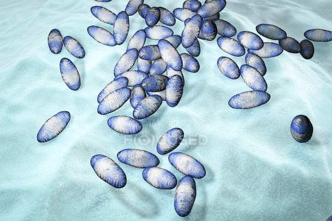 Illustrazione dei batteri della peste — Foto stock