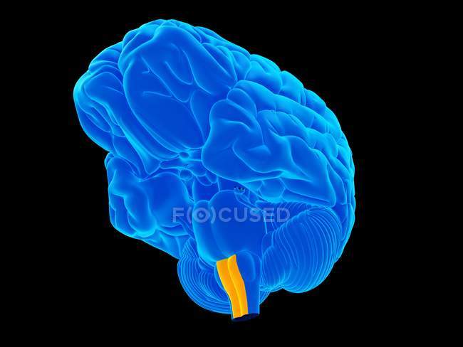 Anatomia del cervello umano — Foto stock