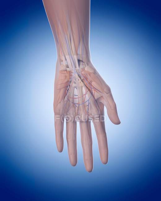 Estructura ósea y nervios de la mano - foto de stock