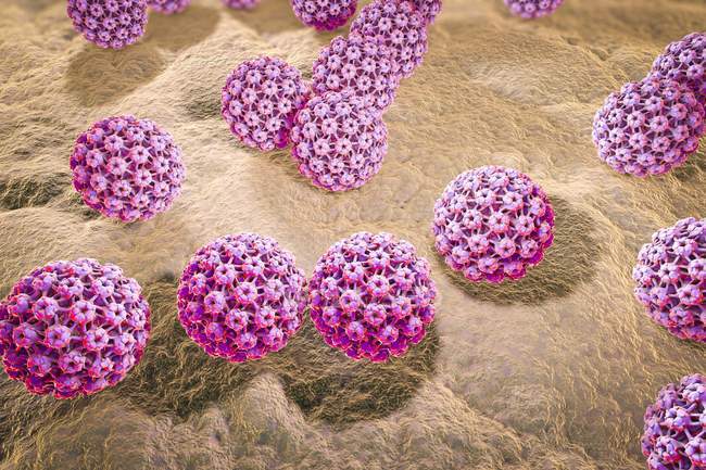 Вирус папилломы человека — стоковое фото