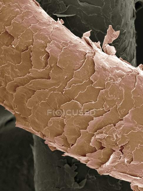 Людське волосся, кольоровий скануючий електронний мікрограф (SEM ). — стокове фото