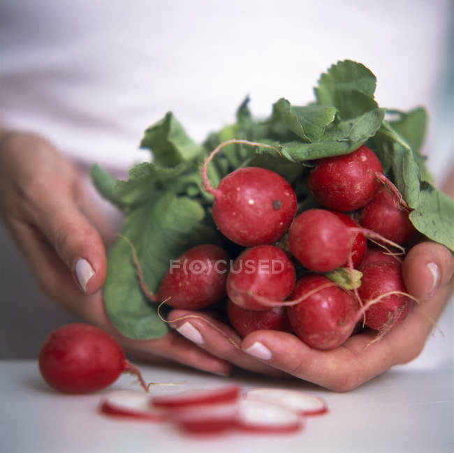 Close-up view of female hands holding bunch of radishes. — Stock Photo