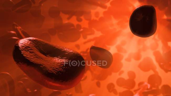 Glóbulos rojos que fluyen dentro de una arteria - foto de stock