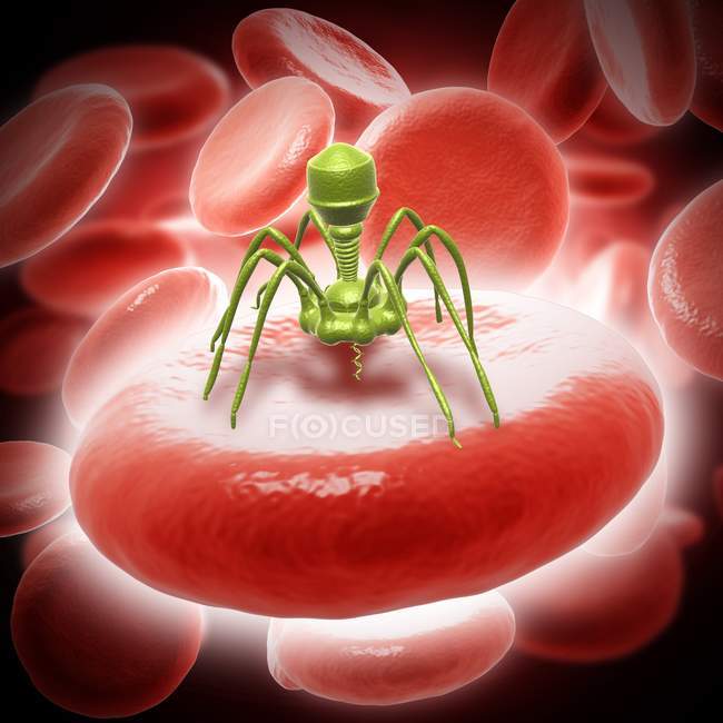Bacteriophage t4 virus and red blood cell — Stock Photo