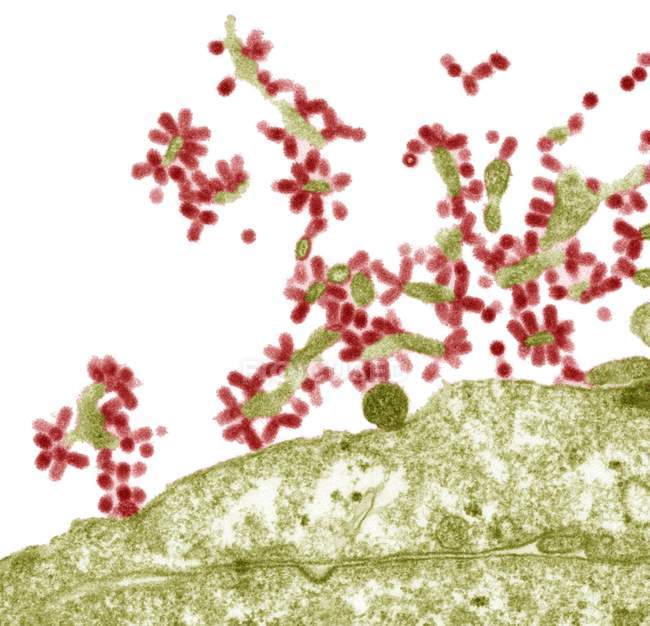 Вирусы гриппа, возникающие из клетки-хозяина — стоковое фото