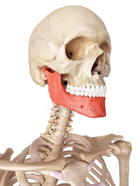 Anatomia Ossea Della Mandibola Umana Sfondo Chiaro Cranio Stock