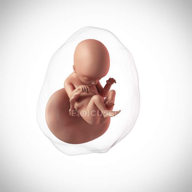 Idade do feto humano 18 semanas — Fotografia de Stock