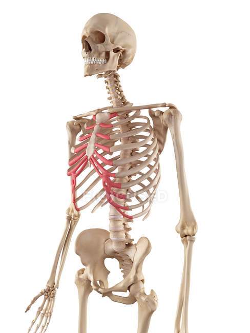 Cartilagem costal da costela humana — Fotografia de Stock