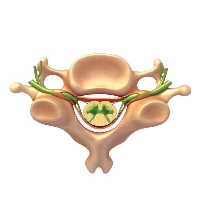 Estrutura vertebral humana, ilustração — Fotografia de Stock