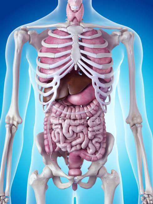 Sistema esquelético y órganos internos - foto de stock
