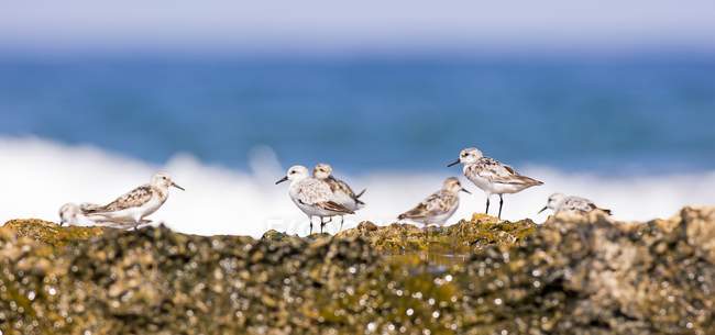 Gruppo di piccoli stint sulla costa
. — Foto stock