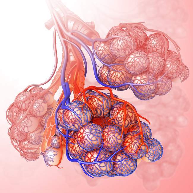 Alveoli structure and blood supply — Stock Photo