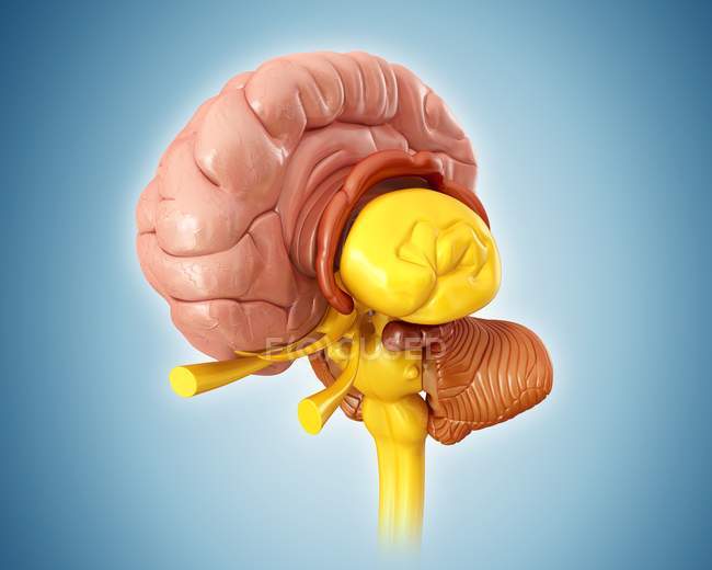 Cervello umano sano — Foto stock