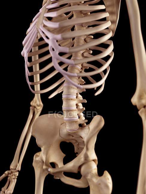 Структура скелета человека — стоковое фото