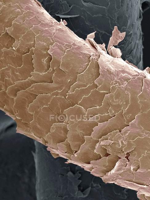 Cheveux humains, micrographie électronique à balayage coloré (MEB). Agrandissement : x550 lorsqu'il est imprimé à 10 centimètres de large . — Photo de stock