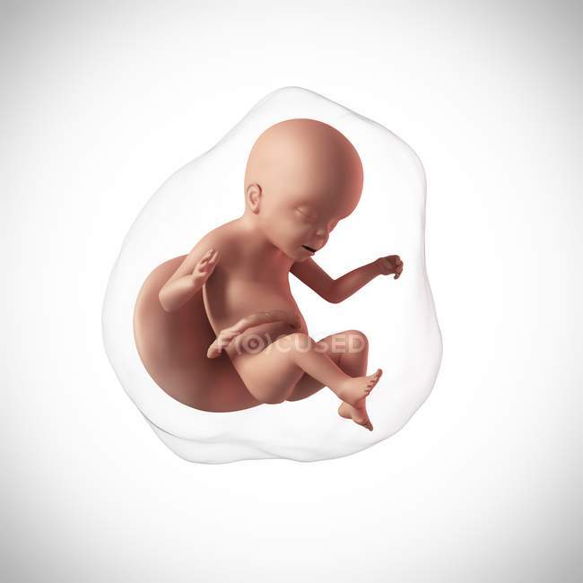 Edad del feto humano 23 semanas - foto de stock