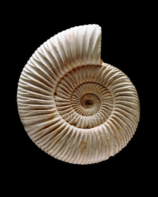 Fóssil de amonita espiral sobre fundo preto . — Fotografia de Stock