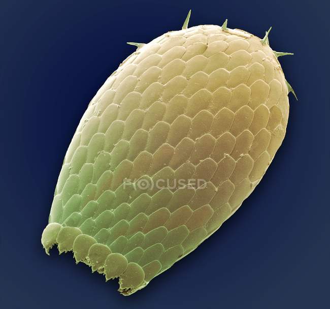 Оболочка Амёбы. Цветной сканирующий электронный микрограф (СЭМ) оболочки Euglypha sp. Феба
. — стоковое фото