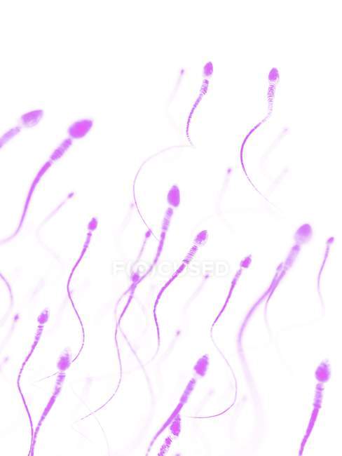 Healthy human sperm cells — Stock Photo